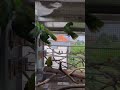 Great-Billed Parrot 🦜🦜🦜🦜