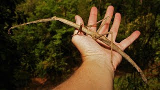 World Longest Insect Amazing 62.4 Centimeter Long Creature - Chans Megastick