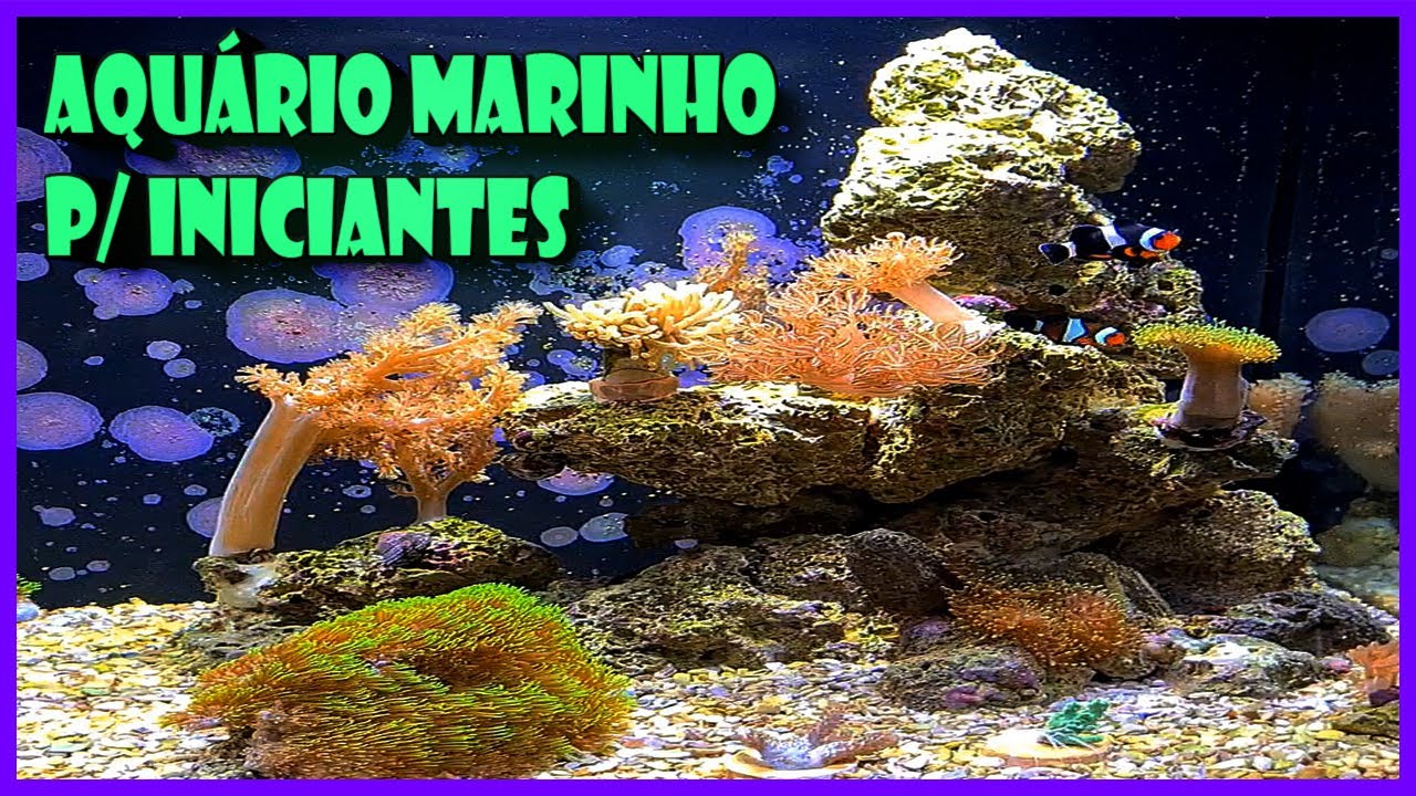 AQUÁRIO MARINHO PARA INICIANTES