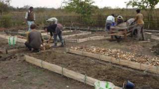 Fertile Ground in Assam - 2011.wmv