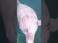 衝撃映像過ぎた映像その2