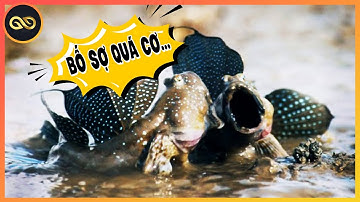 KHÔNG GIỚI HẠN #109: CÁ THÒI LÒI Động Mồm Không Động Thủ