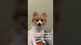 Thank You All dogshorts funnyanimal cute doggybestfriend pets cutedog dog funnydog funny