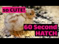 Baby Chick Hatching Timelapse
