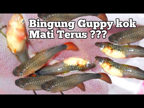 Video: Apa Yang Anda Butuhkan Untuk Ikan Guppy