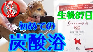 【豆柴ポン太くん】生後８７日  初めて 炭酸浴 してみた Shiba inu puppy 柴犬 日記 お風呂に入る