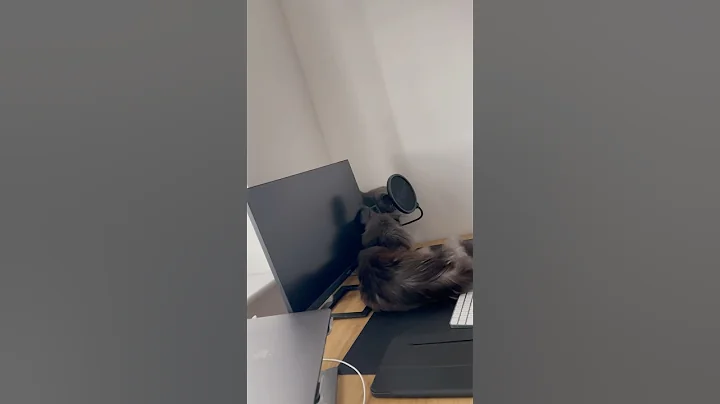 Video 6469591: mainecoon britishshorthair, britishshorthair catlover