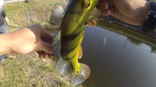 Peacock Bass Fishing Florida Canals