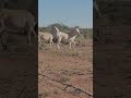 Outback Australia #australia #outback #desert