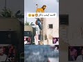 كاميرا خفية ديال السبع تموت بالضحك 