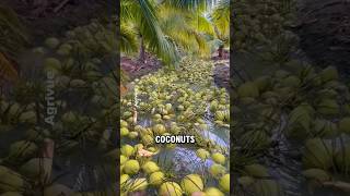 Thailand’s Smart Coconut Farming System Explained