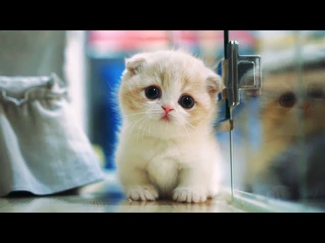 Top 10 MOST CUTEST CAT BREEDS IN THE WORLD - YouTube