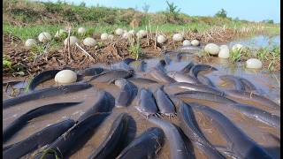 Catching the Monster of the Pond: Huge Catfish Caught in Small Mudhole!