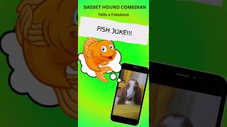 Basset Hound comedian tells Fabulous FISH joke!   ##bassethound #dog #jokes