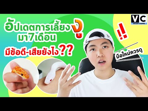 อัปเดตเลี้ยงงูคอร์นมา7เดือน...พร้อม"ข้อดี-ข้อเสียในการเลี้ยงงู" l มือใหม่ควรดู l ดูจบตัดสินใจได้เลย.
