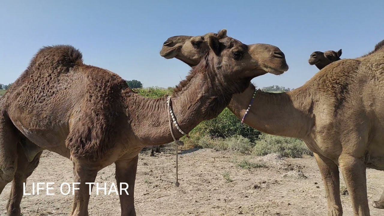 Camel Meeting Fresh Mode