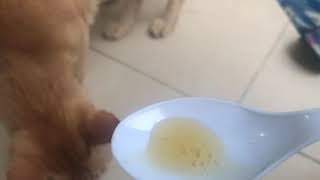 Kucing kampung Minum vitamin dengan disiplin
