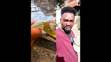 NGOZI YA NYOKA INARANGI NYINGI KILA AKIJIVUA Mkonga PRO Comedy Snake Maloloso 