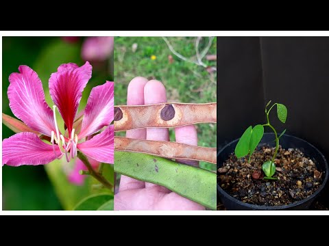 HOW TO GROW BUTTERFLY (Bauhinia purpurea) TREE FROM SEED