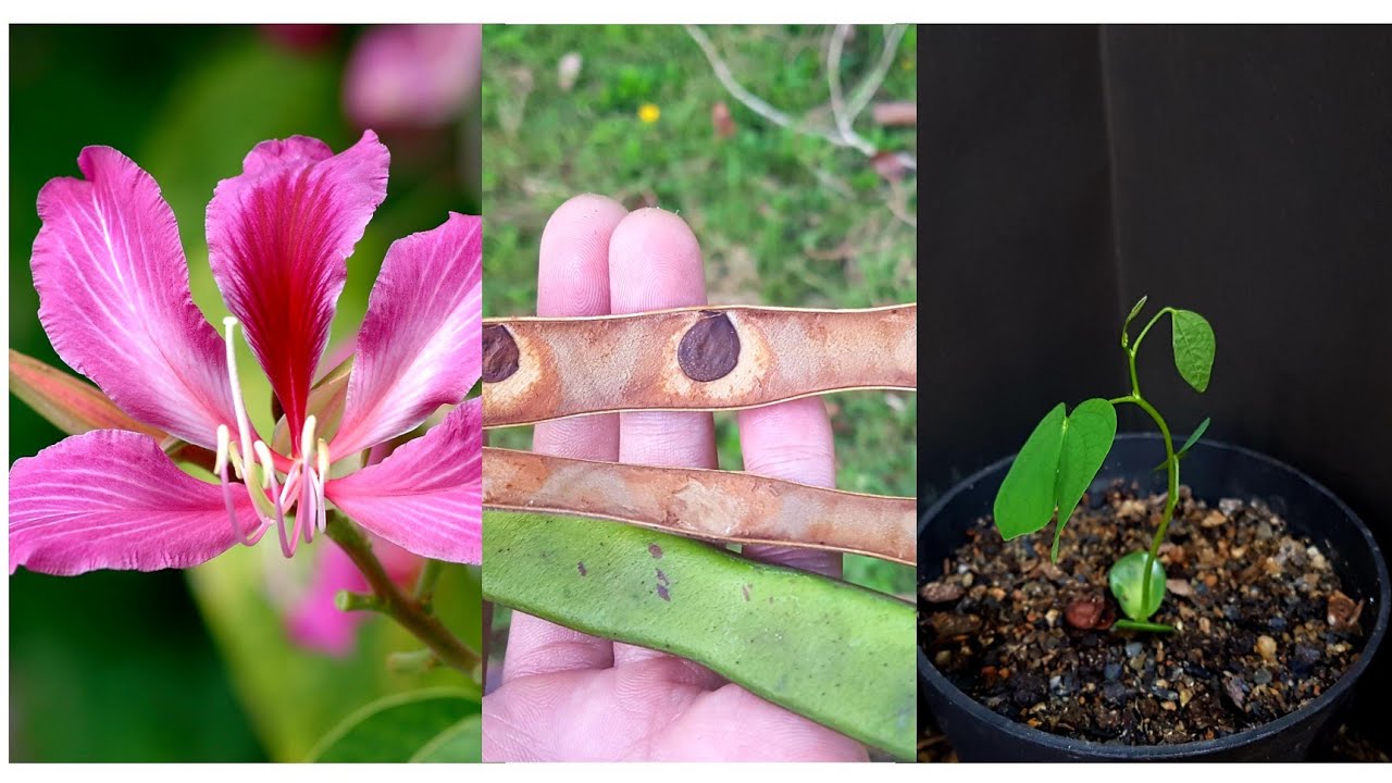 HOW TO GROW BUTTERFLY Bauhinia Purpurea TREE FROM SEED YouTube