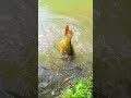 Dieser Karpfen dachte er ist clever… war er nicht! 🐟💨 #fischen #angeln #fisching #carp