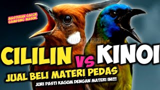 Download Lagu TOP SPEED PEDAS!!! MASTERAN CILILIN VS KINOI || CUCAK KINOI SAMBUNG CILILIN PANJANG MEWAH MP3 Download Lagu TOP SPEED PEDAS!!! MASTERAN CILILIN VS KINOI || CUCAK KINOI SAMBUNG CILILIN PANJANG MEWAH MP3