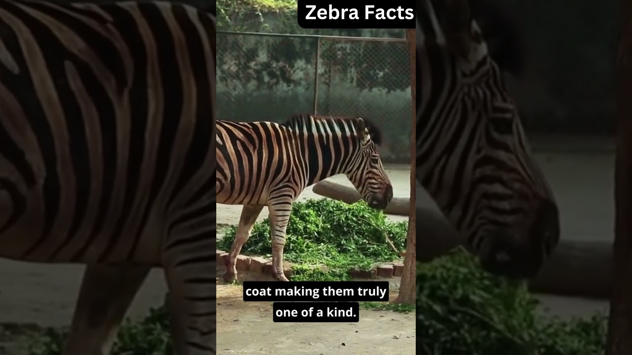 Facts about Zebra | 10 Mind-Blowing Facts You Never Knew 