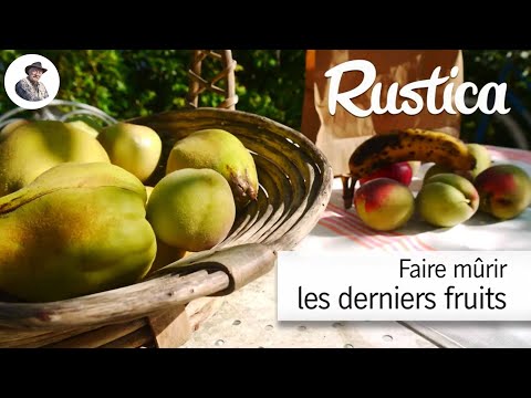 Vidéo: Quand les pommes peuvent-elles mûrir ?