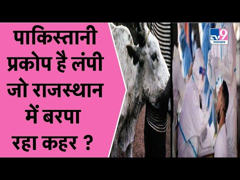 LUMPY VIRUS जानवरों से इंसानों में फैल सकता है, संभल कर रहें ! TV9RAJASTHAN