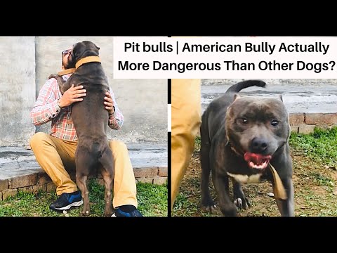 pit-bulls-|-american-bully-actually-more-dangerous-than-other-dogs-|-puppy-&-why-we--misunderstood?