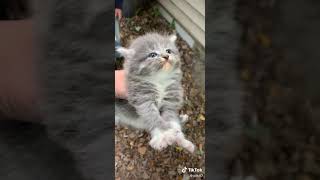 Cute Angry Kitten 😸 (NOT MY VIDEO)