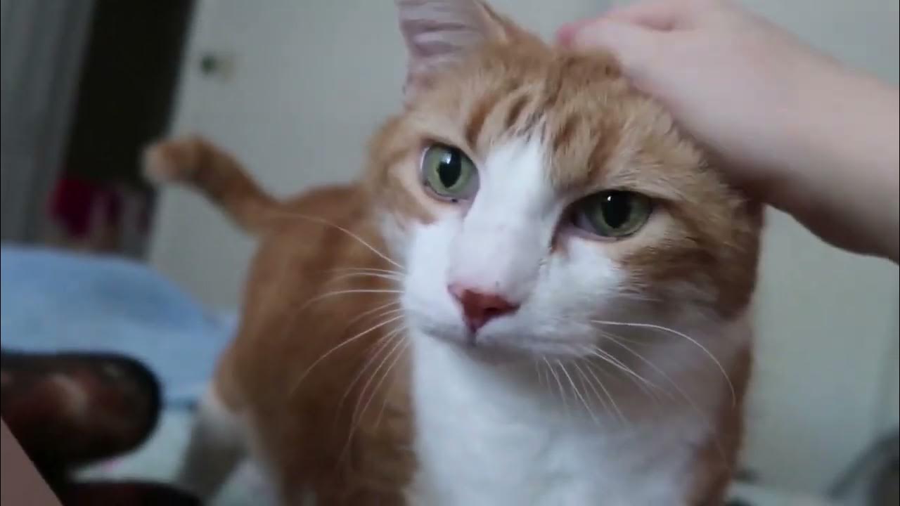 my-cat-meows-when-he-hears-his-name-youtube