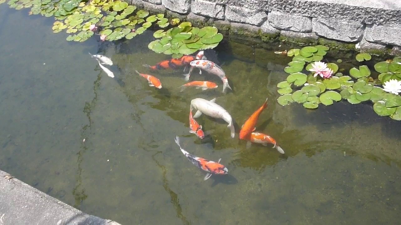 2017年大東市御領水路の錦鯉