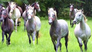 Ponies/Royal Wade Kimes chords