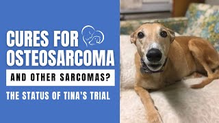 The Status of Tina's Trial: Evaluating EGFR/HER2 Canine Cancer Vaccine for Dogs