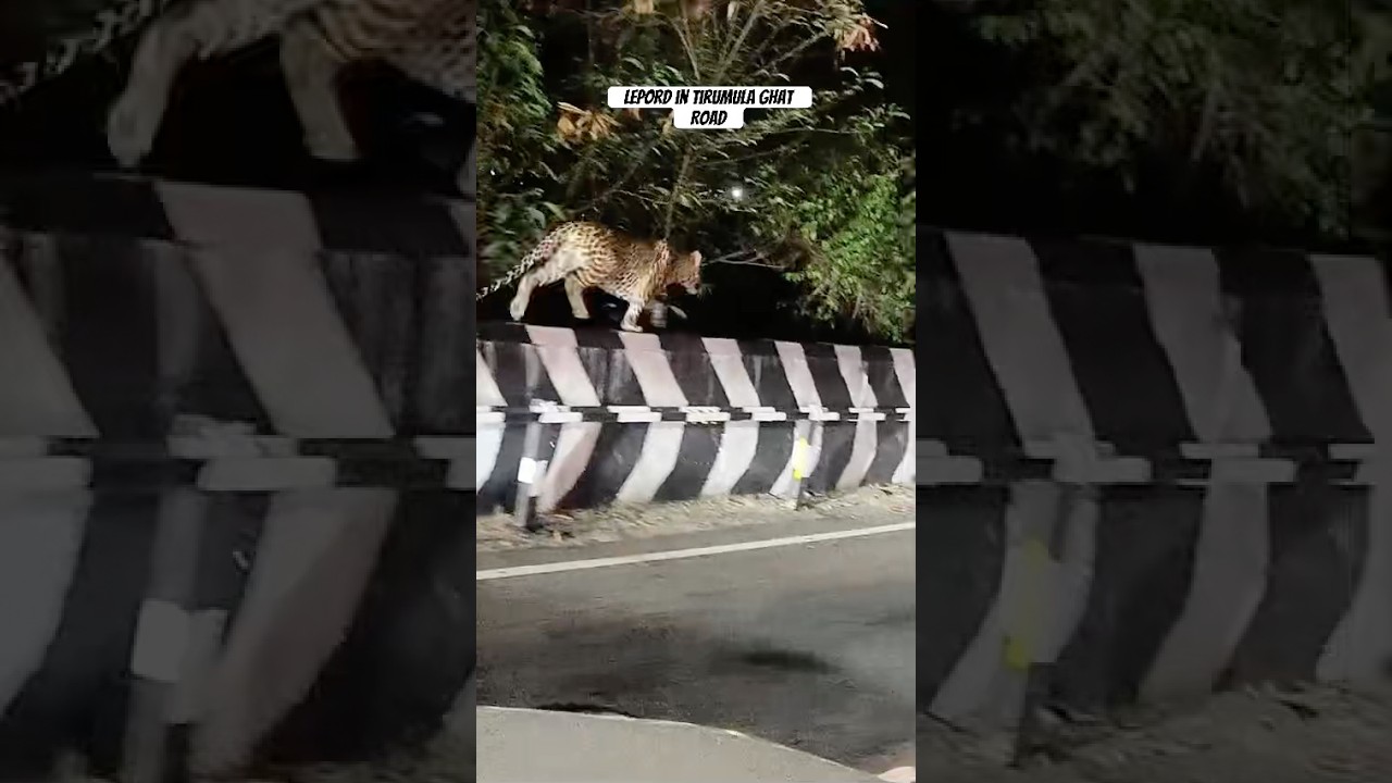 Wild animal cheetah spotted on Tirumula ghat road | 