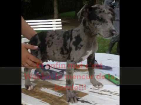Les Bebes A Adopter A La Spa De Saint Etienne Youtube