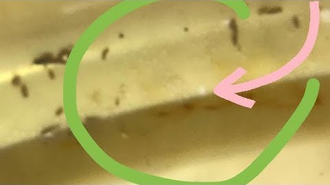 Baby zebra danios fry eggs . One day old fish eggs , happy fry baby eggs / assenav tv