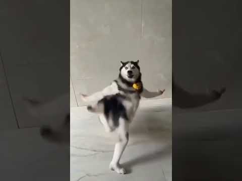 FUNNY WOLF DANCE