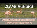 Доминикана. Очень редкая экскурсия - Розовый фламинго. Экскурсии в Доминикане.