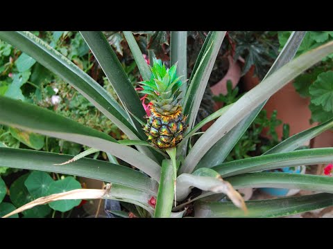 Video: Cómo Cultivar Piña Desde Arriba En Casa + Fotos Y Videos