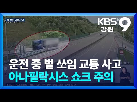 운전 중 <strong>벌</strong> 쏘임 교통 사고 잇따라…아나필락시스 쇼크 주의 / KBS  2026.05.14.