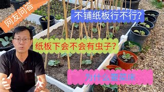 网友问答3：为什么要搭菜床，如何除草，纸板下会不会有虫子？