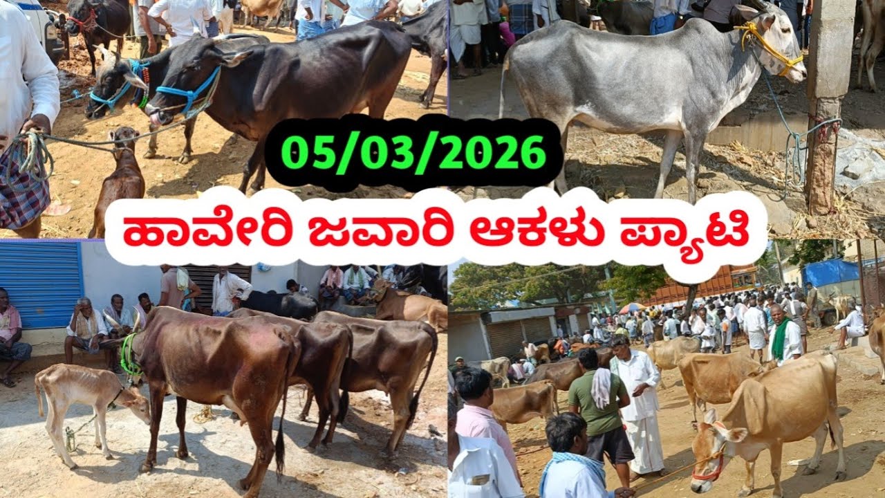 ಹಾವೇರಿ ಆಕಳು ಮಾರುಕಟ್ಟೆ || Haveri Jawari Cow Market || ಪ್ರತಿ ಗುರುವಾರ ಬೆಳಿಗ್ಗೆ #jawaricow 