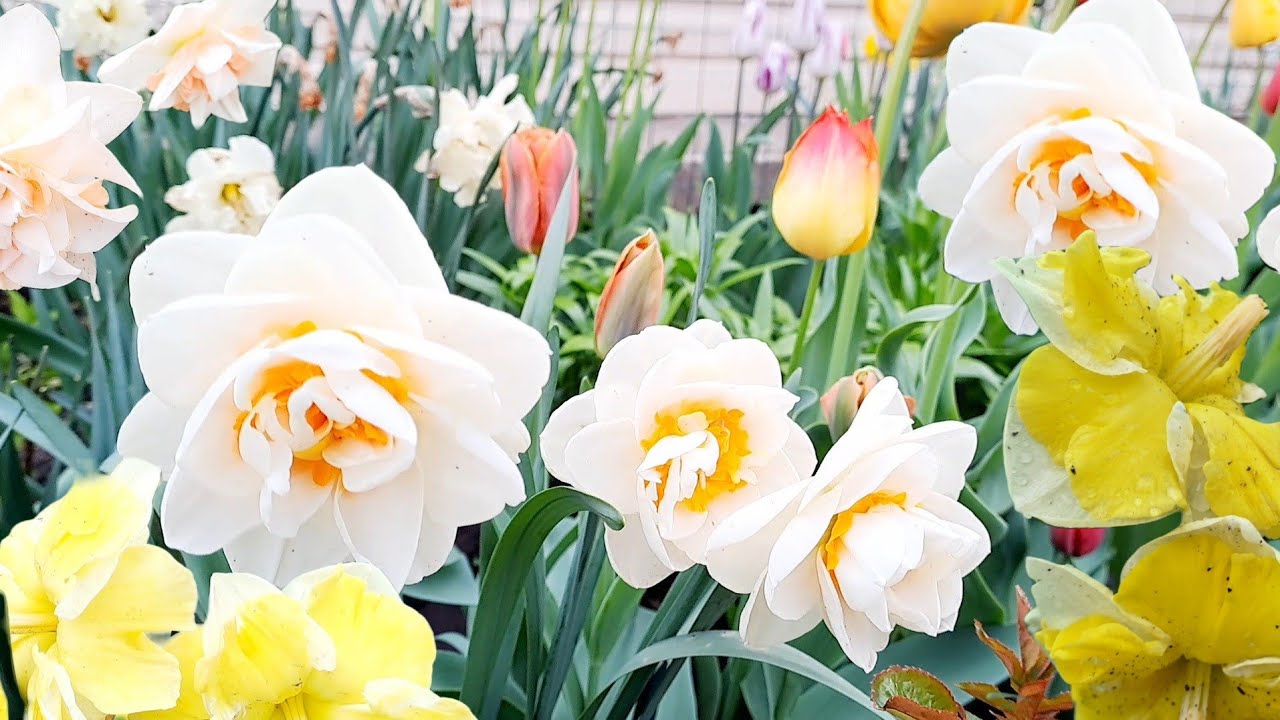 ВЫСТАВКА НАРЦИССОВ В МОЁМ САДУ. РАСПУСТИЛИСЬ НОВЫЕ СОРТА. ПРИГЛАШАЮ НА ПРОГУЛКУ.