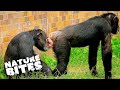 The Power Struggle in Chimp Habitat | The Secret Life of the Zoo | Nature Bites