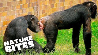 The Power Struggle in Chimp Habitat | The Secret Life of the Zoo | Nature Bites