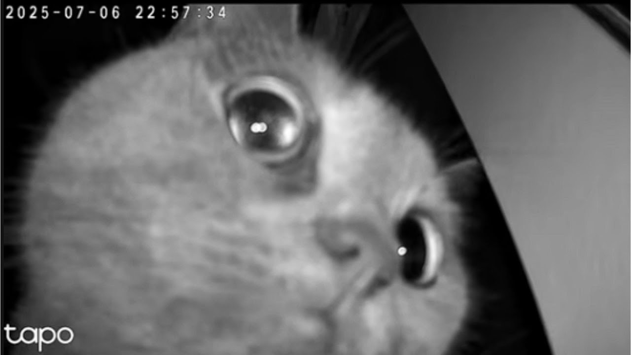 Cat has person trust issues | 😂 funny cat videos