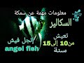 معلومات مهمة عن أسماك الإنجل سكالير  