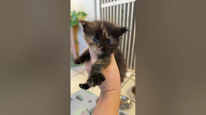 Video 11759551: maine coon kitten growing, little kitten